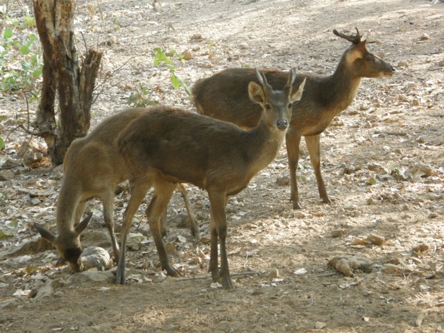 thailand200910111.jpg