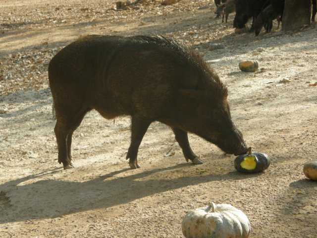thailand200910113.jpg