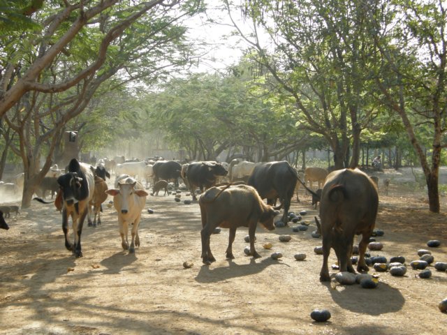 thailand200910114.jpg