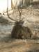 thailand20091084_small.jpg