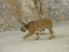 thailand20091092_small.jpg