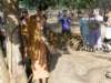 thailand20091093_small.jpg