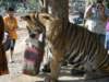 thailand20091094_small.jpg