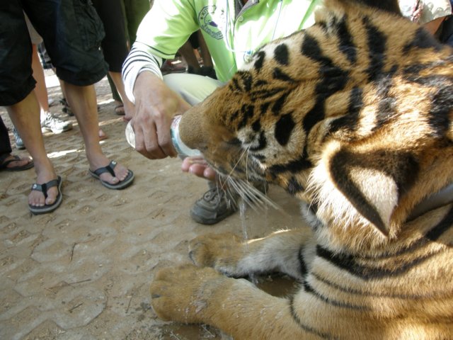 thailand20091097.jpg