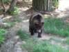 thuncastlesromediobears44_small.jpg