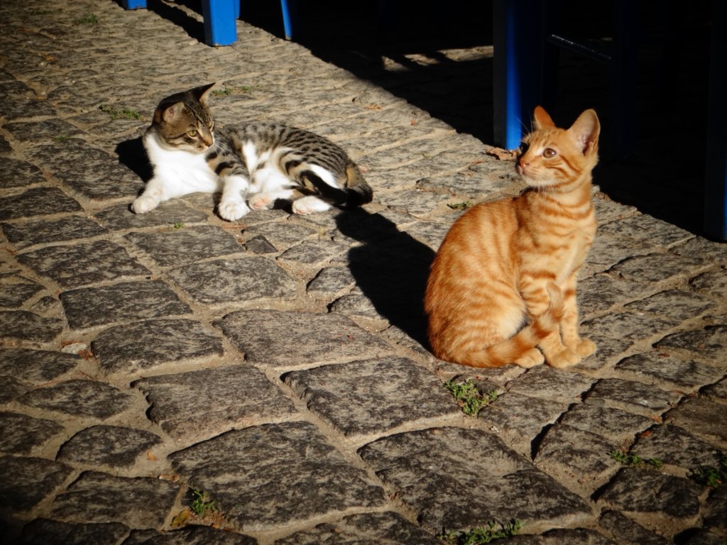 turkey2013106.jpg