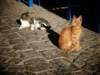 turkey2013106_small.jpg