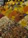 turkey2013150_small.jpg