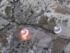 turkey2013121_small.jpg