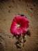 turkey2013167_small.jpg
