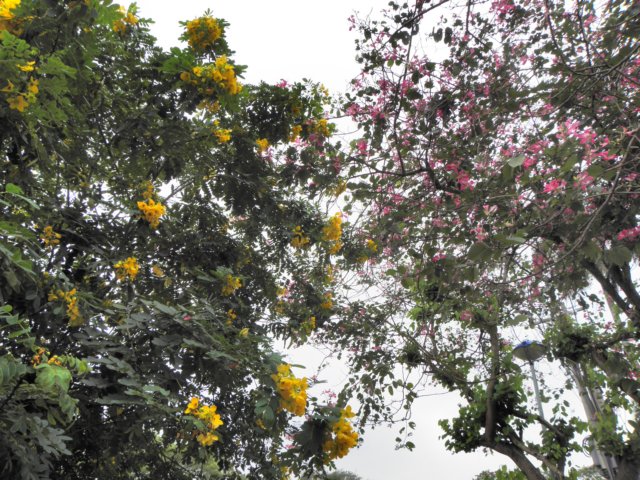vietnam2010hu28.jpg