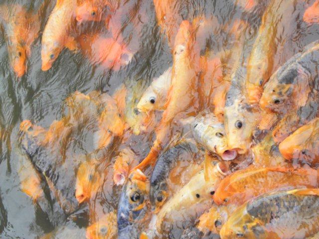 vietnam2010hu39.jpg