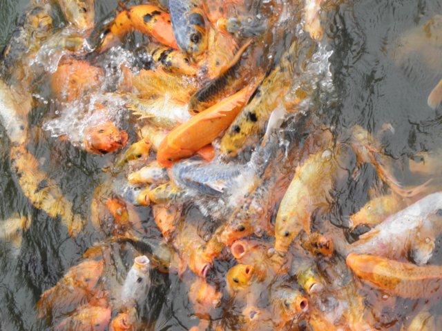 vietnam2010hu40.jpg