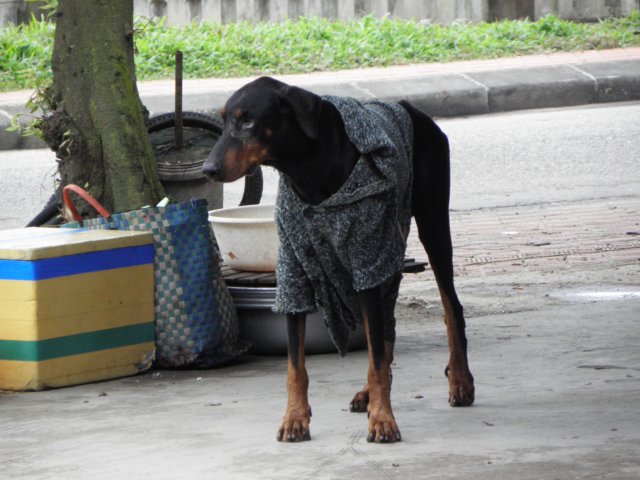 vietnam2010hu62.jpg