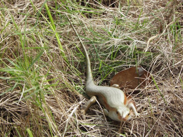 vietnam2010hu90.jpg