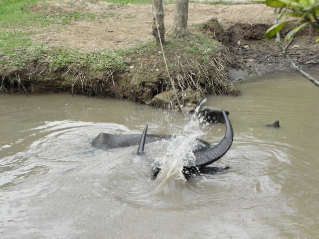 vietnam2010mekongdelta39.jpg