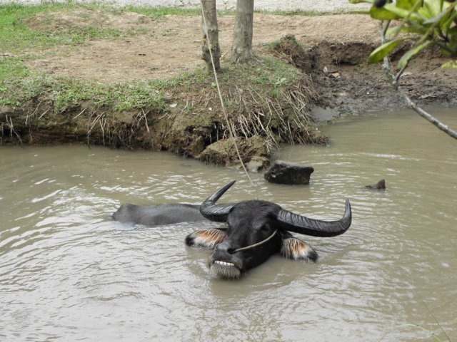 vietnam2010mekongdelta40.jpg