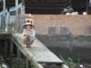 vietnam2010mekongdelta62_small.jpg
