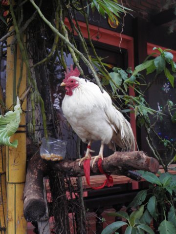 vietnam2010sapa138.jpg