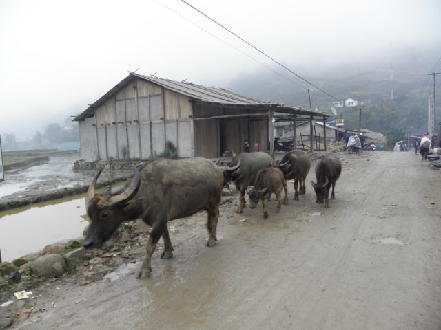 vietnam2010sapa78.jpg