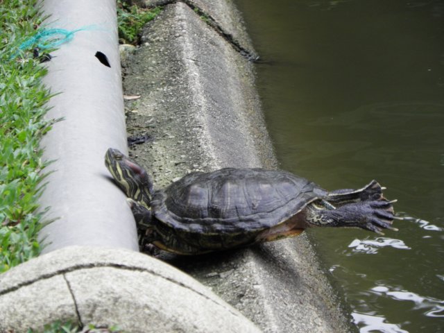 vietnam2010singapore130.jpg