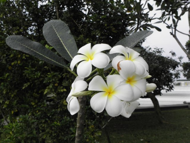 vietnam2010singapore148.jpg